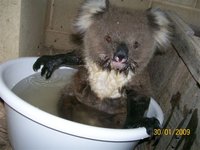 Click image for larger version

Name:	koala ud.jpg
Views:	168
Size:	53.5 KB
ID:	1806284