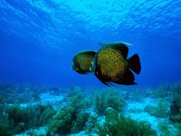 Click image for larger version

Name:	Angelfish.jpg
Views:	34
Size:	331.4 KB
ID:	1055113