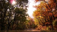 Click image for larger version

Name:	summer_or_autumn_by_dr31-d2dzdat.jpg
Views:	50
Size:	257.6 KB
ID:	2040179