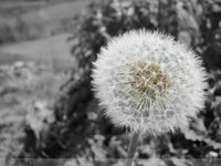 Click image for larger version

Name:	dandelion_by_dr31-d3ec8ws.jpg
Views:	51
Size:	134.7 KB
ID:	1994861