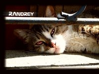 Click image for larger version

Name:	cat.by.RAndrey.jpg
Views:	74
Size:	474.2 KB
ID:	339174