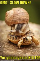 Click image for larger version

Name:	funny-pictures-snail-is-on-turtle.jpg
Views:	82
Size:	62.7 KB
ID:	991426