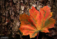 Click image for larger version

Name:	autumn.jpg
Views:	45
Size:	385.2 KB
ID:	1709941