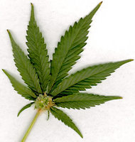 Click image for larger version

Name:	frunza-marijuana11.jpg
Views:	60
Size:	37.2 KB
ID:	1807819