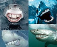 Click image for larger version

Name:	funny-shark.jpg
Views:	126
Size:	78.2 KB
ID:	2083321