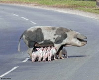 Click image for larger version

Name:	pig-feeding-hampshire.jpg
Views:	228
Size:	73.9 KB
ID:	749659