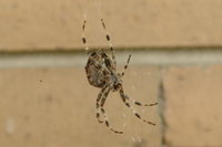 Click image for larger version

Name:	spider_123.jpg
Views:	135
Size:	10.1 KB
ID:	47501