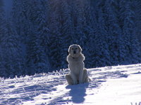 Click image for larger version

Name:	nice_dog_in_snow_by_Carnacior.jpg
Views:	101
Size:	72.4 KB
ID:	1076583