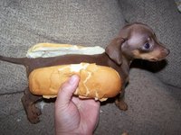 Click image for larger version

Name:	hotdogyh.jpg
Views:	57
Size:	70.3 KB
ID:	1666099