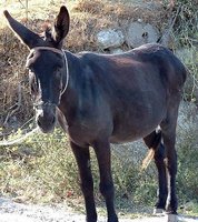 Click image for larger version

Name:	donkey.jpg
Views:	43
Size:	92.2 KB
ID:	431292
