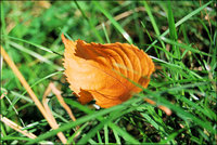 Click image for larger version

Name:	Yellow summer leaf.jpg
Views:	60
Size:	378.9 KB
ID:	1074850