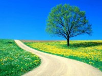 Click image for larger version

Name:	Flowers_-_Spring_Road.jpg
Views:	89
Size:	215.8 KB
ID:	1029612