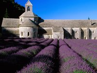 Click image for larger version

Name:	Lavender Field, Abbey of Senanque, Near Gordes, Provence, France.jpg
Views:	44
Size:	468.3 KB
ID:	1154078