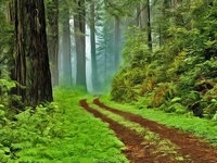 Click image for larger version

Name:	forest wallpaper2221.jpg
Views:	137
Size:	926.5 KB
ID:	1199043