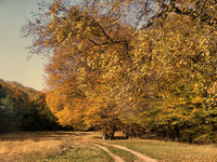 Click image for larger version

Name:	autumn_hdr_by_Carnacior.jpg
Views:	88
Size:	531.9 KB
ID:	1076569