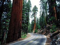 Click image for larger version

Name:	Redwood_Road%2C_Sequoia_National_Park.jpg
Views:	99
Size:	414.2 KB
ID:	987580