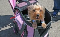 Click image for larger version

Name:	112_0907_08z+socaleuro_meet_2009+doggy.jpg
Views:	142
Size:	92.1 KB
ID:	991239