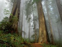 Click image for larger version

Name:	fog-forest-wallpaper.jpg
Views:	102
Size:	132.3 KB
ID:	645864
