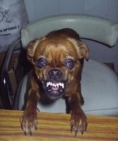 Click image for larger version

Name:	Ugly Dog 2.JPG
Views:	199
Size:	53.0 KB
ID:	214547