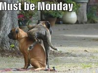 Click image for larger version

Name:	its-monday-dog-pissing-on-another-dog.jpeg
Views:	145
Size:	87.6 KB
ID:	2416905