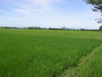 Click image for larger version

Name:	young_palay_greenery_wd_mnt_balungao_background.JPG
Views:	34
Size:	1,019.7 KB
ID:	1042331