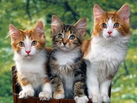 Click image for larger version

Name:	3-cute-kittens-with-nature-backgrounds_jpg.jpg
Views:	99
Size:	282.8 KB
ID:	1027671