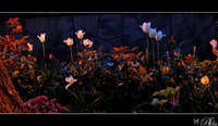 Click image for larger version

Name:	night_garden_1024_2.jpg
Views:	141
Size:	148.3 KB
ID:	535705