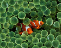 Click image for larger version

Name:	clown-fish_in_green_anemone_polyps.jpg
Views:	56
Size:	375.2 KB
ID:	1534467