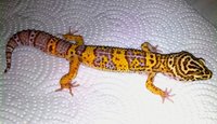 Click image for larger version

Name:	lavender_bell_leopard_gecko (1).jpg
Views:	124
Size:	343.0 KB
ID:	2657158