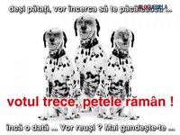 Click image for larger version

Name:	20080804_1252144542_dalmatian.jpg
Views:	83
Size:	39.1 KB
ID:	1183027