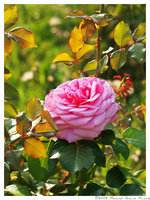 Click image for larger version

Name:	Pinky-rose.jpg
Views:	48
Size:	975.6 KB
ID:	1014017