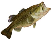 Click image for larger version

Name:	largemouth bass 3f.jpg
Views:	32
Size:	30.0 KB
ID:	993470