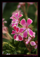 Click image for larger version

Name:	Happy Flower.jpg
Views:	61
Size:	188.3 KB
ID:	521671