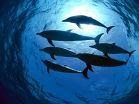 Click image for larger version

Name:	Atlantic Spotted Dolphins, Bahamas.jpg
Views:	32
Size:	349.2 KB
ID:	1055115