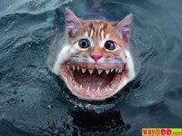 Click image for larger version

Name:	funny-pictures-shark-cat-0YB.jpg
Views:	117
Size:	29.9 KB
ID:	381248