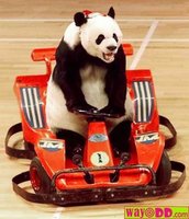 Click image for larger version

Name:	funny-pictures-panda-racer-17j.jpg
Views:	122
Size:	26.4 KB
ID:	1824611