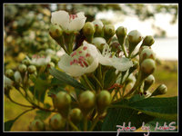 Click image for larger version

Name:	flowers.jpg
Views:	29
Size:	197.0 KB
ID:	264747