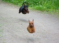 Click image for larger version

Name:	Hovering Dogs.jpg
Views:	65
Size:	90.5 KB
ID:	443984