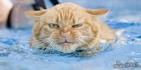 Click image for larger version

Name:	angry-cat-swimming.jpg
Views:	95
Size:	38.5 KB
ID:	1305605