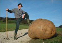 Click image for larger version

Name:	biggest-potato.jpg
Views:	181
Size:	55.0 KB
ID:	2131289