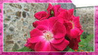 Click image for larger version

Name:	wild_rose_by_shogtun.jpg
Views:	37
Size:	97.7 KB
ID:	374921