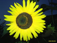 Click image for larger version

Name:	Floare.JPG
Views:	42
Size:	1.47 MB
ID:	228978
