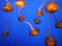 Click image for larger version

Name:	Sea Nettles, Monterey Bay Aquarium, California.jpg
Views:	29
Size:	286.2 KB
ID:	1058266