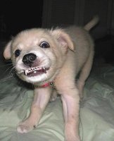 Click image for larger version

Name:	growling puppy smile.JPG
Views:	197
Size:	39.3 KB
ID:	214546