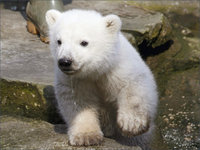 Click image for larger version

Name:	1030-animals_polar_bear_wallpaper.jpg
Views:	84
Size:	437.1 KB
ID:	1004167