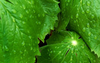 Click image for larger version

Name:	Young Mayapple Leaves, Messenger Woods Forest Preserve, Will County, Illinois.jpg
Views:	45
Size:	665.9 KB
ID:	1064330