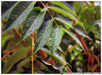 Click image for larger version

Name:	leafs.jpg
Views:	49
Size:	507.7 KB
ID:	1571703