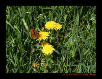 Click image for larger version

Name:	Little Butterfly.jpg
Views:	61
Size:	229.3 KB
ID:	521670