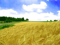 Click image for larger version

Name:	ws_Golden_field_1600x1200.jpg
Views:	34
Size:	309.7 KB
ID:	1235276