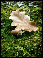 Click image for larger version

Name:	acorn & leaf.jpg
Views:	632
Size:	1.31 MB
ID:	846638